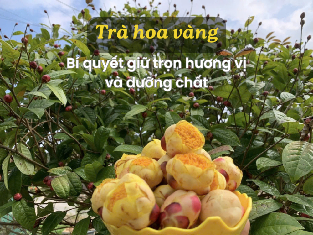 Cách Bảo Quản Trà Hoa Vàng Đúng Chuẩn: 8 Bí Quyết Giữ Trọn Hương Vị & Dưỡng Chất