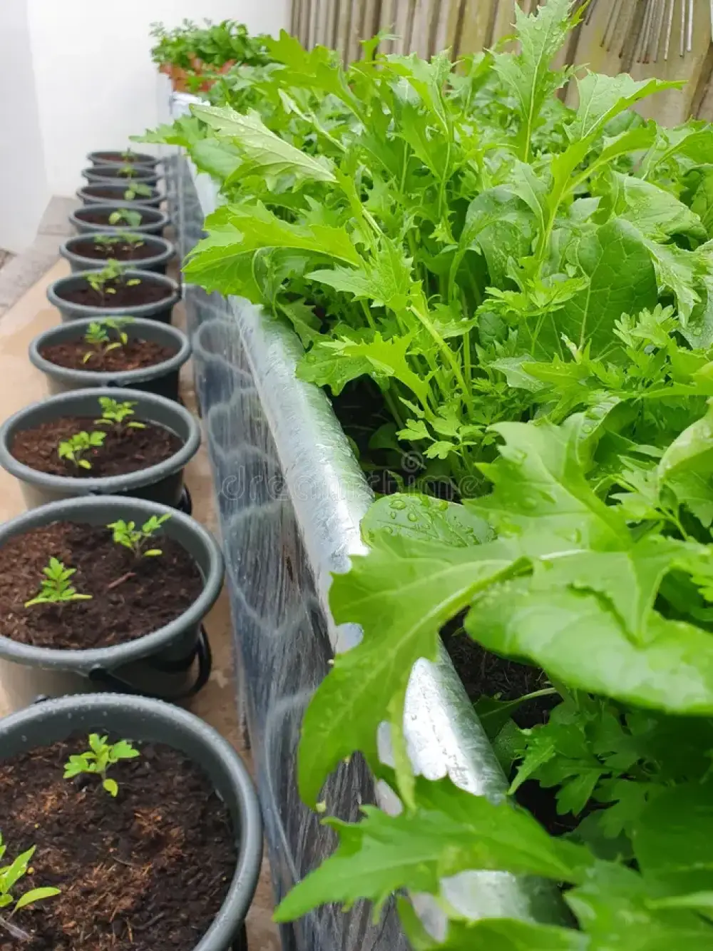 Cách ươm rau cải