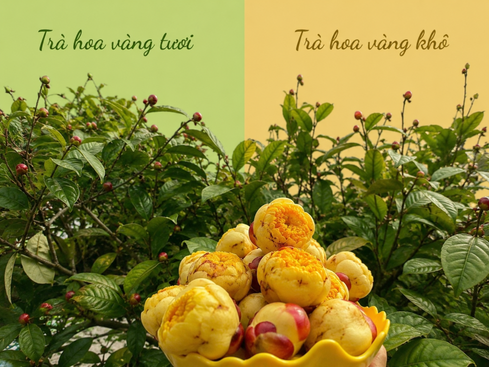 Sự Khác Biệt Giữa Trà Hoa Vàng Khô Và Trà Hoa Vàng Tươi