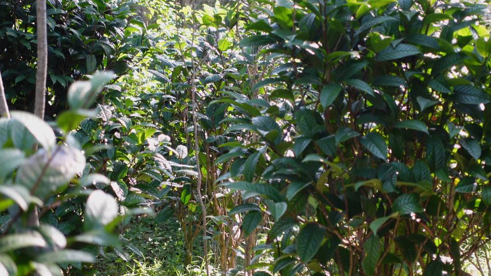 TRÀ HOA VÀNG & NHỮNG CÔNG DỤNG HỖ TRỢ SỨC KHOẺ